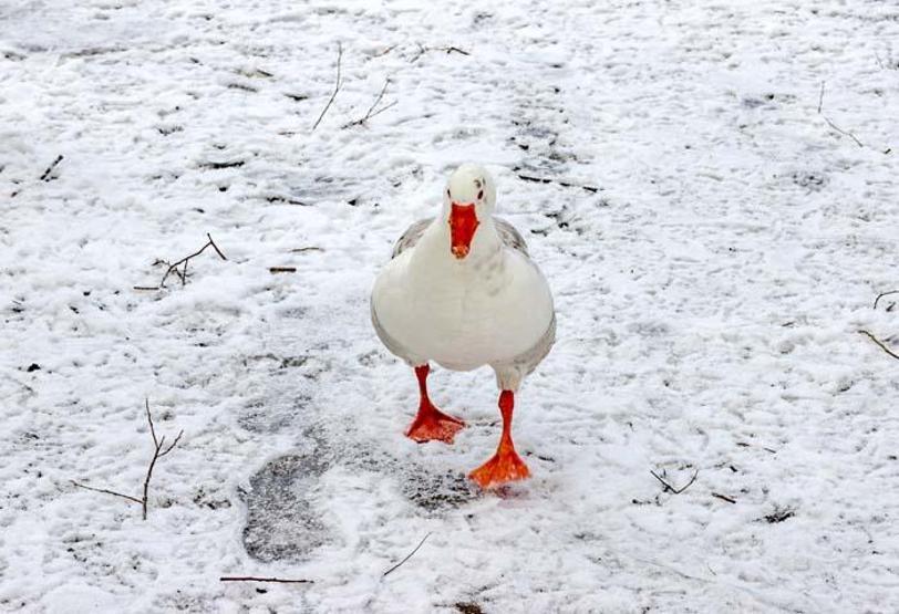 İzmir Karagöl Tabiat Parkından kar manzaraları
