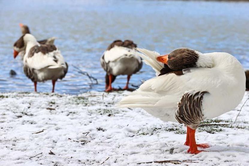 İzmir Karagöl Tabiat Parkından kar manzaraları