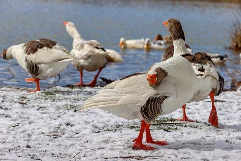 İzmir Karagöl Tabiat Parkından kar manzaraları