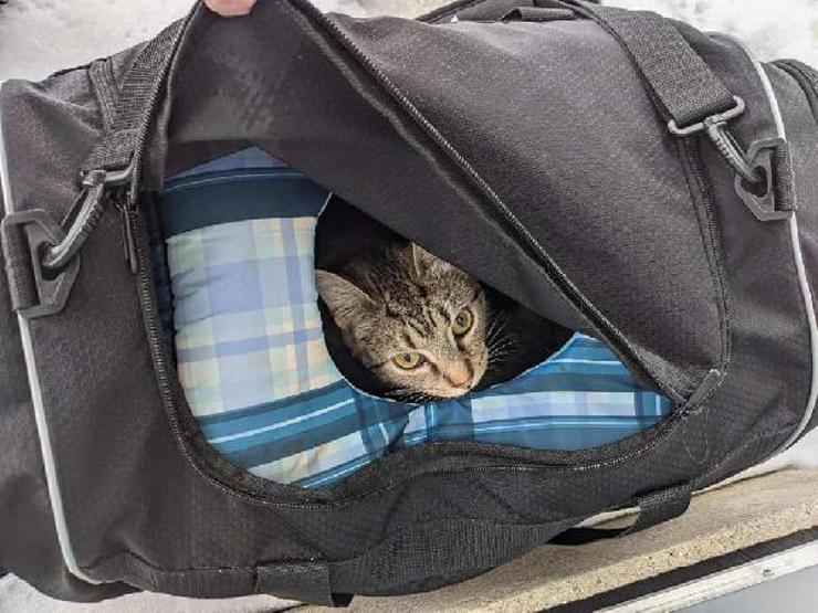 Şüpheli çantadan 7 kedi çıktı