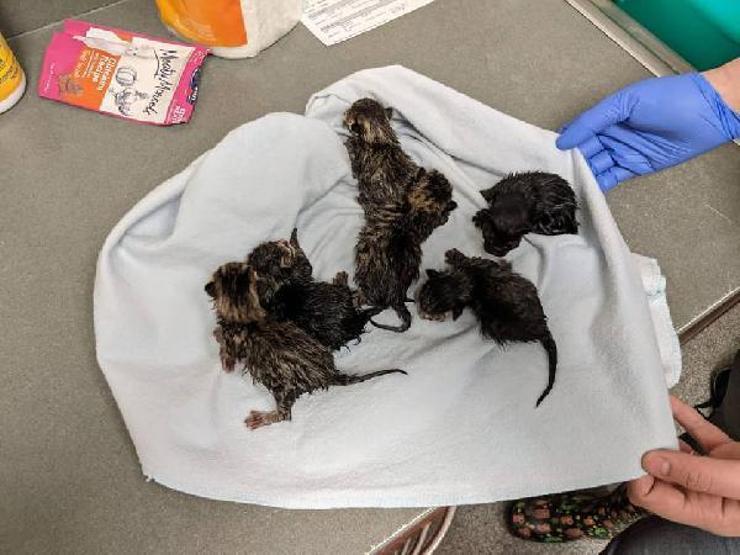 Şüpheli çantadan 7 kedi çıktı