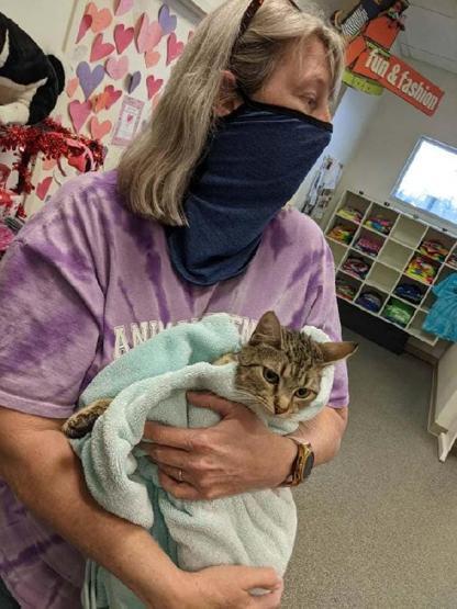 Şüpheli çantadan 7 kedi çıktı