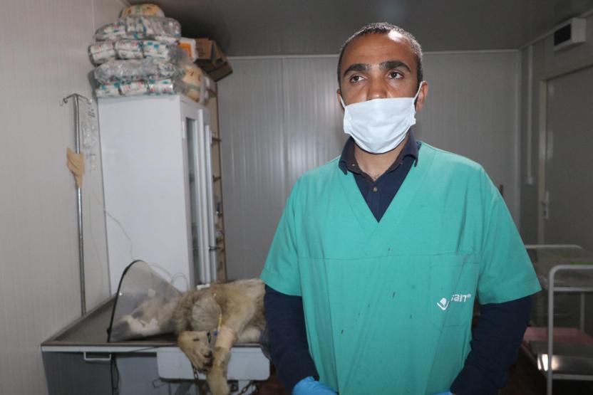 Yüksekovada endişe yaratan kurt yakalandı
