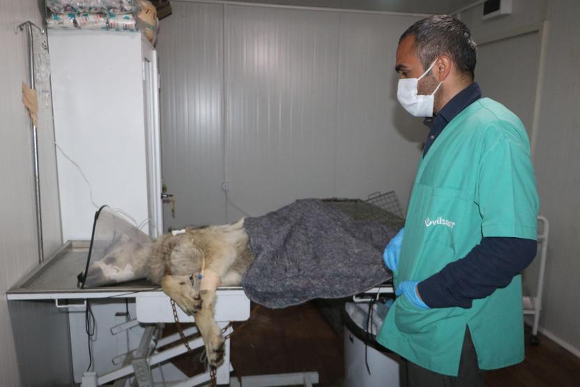 Yüksekovada endişe yaratan kurt yakalandı