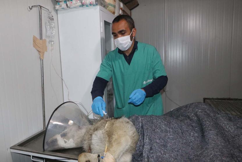 Yüksekovada endişe yaratan kurt yakalandı