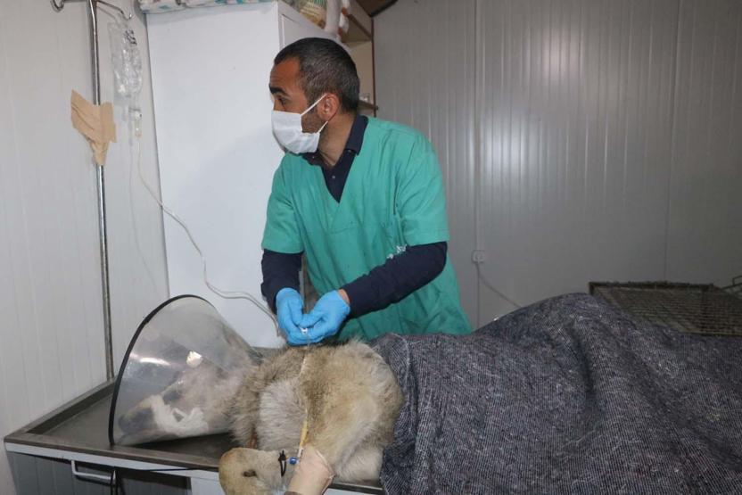 Yüksekovada endişe yaratan kurt yakalandı