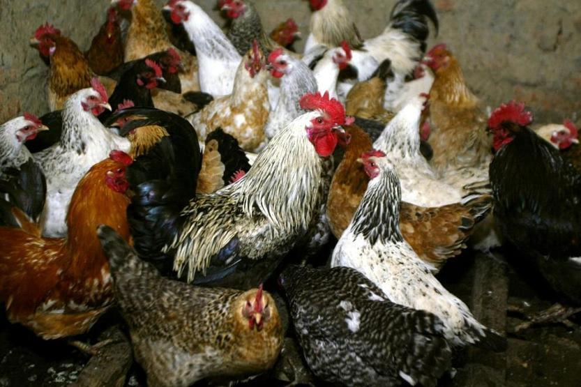 İlk kez insana bulaşan türü tespit edildi: Rusyada kuş gribi alarmı