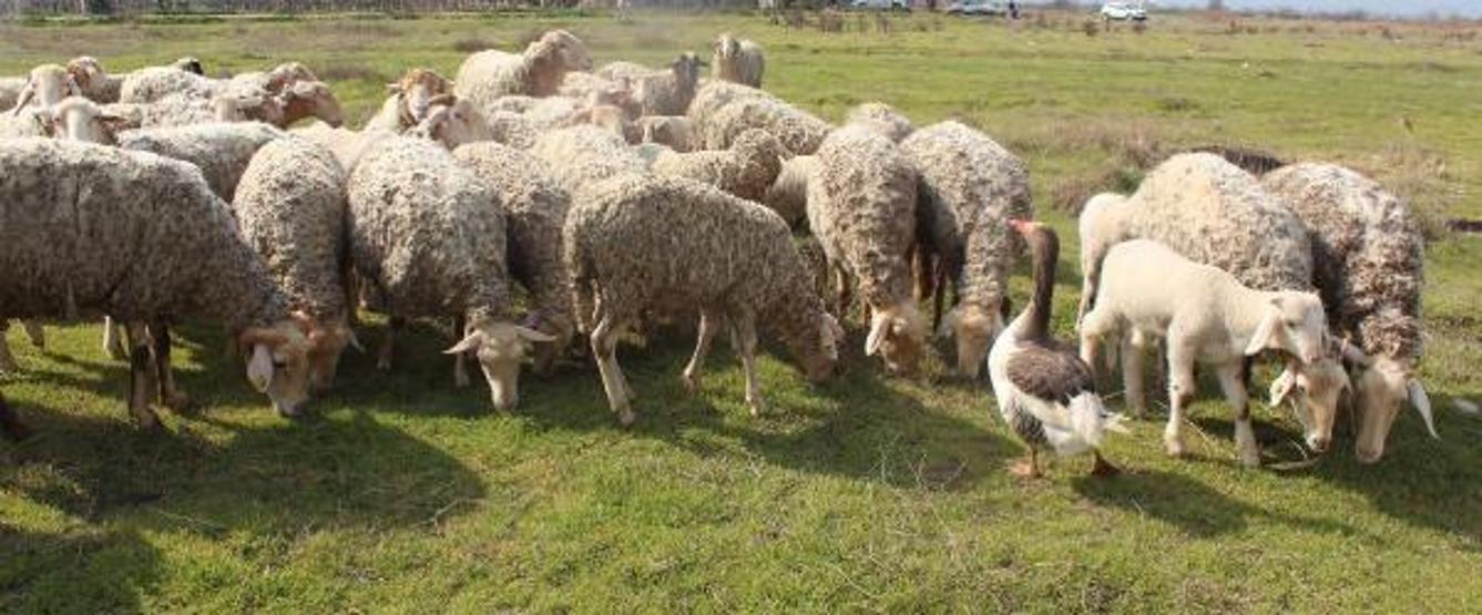 Koyun sürüsüne çobanlık yapan kaz şaşırtıyor