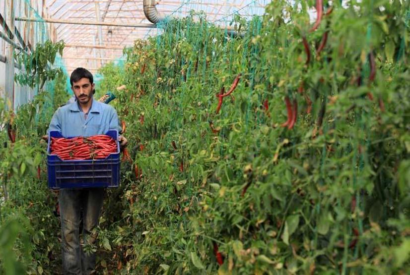 50 kat daha acı Antalyalı Şili, isota rakip