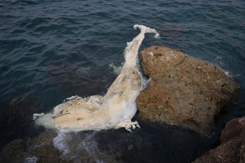 12 metre uzunluğundaki ölü balina yavrusu Hatayda kıyıya vurdu