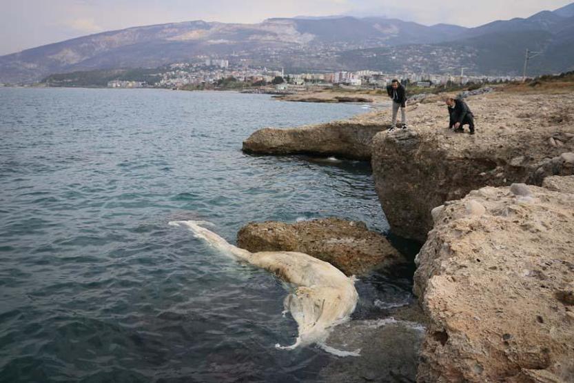 12 metre uzunluğundaki ölü balina yavrusu Hatayda kıyıya vurdu