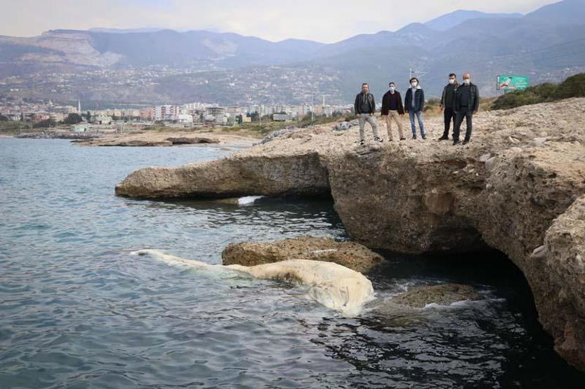 12 metre uzunluğundaki ölü balina yavrusu Hatayda kıyıya vurdu