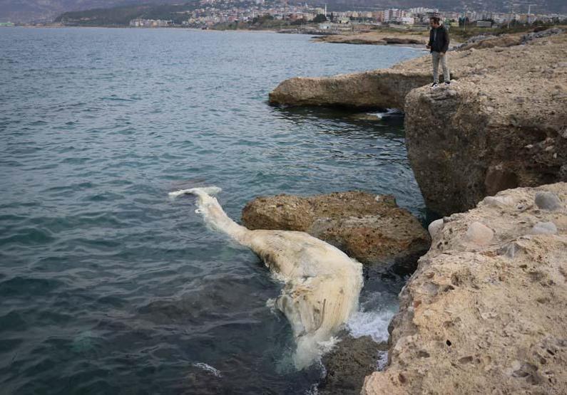12 metre uzunluğundaki ölü balina yavrusu Hatayda kıyıya vurdu