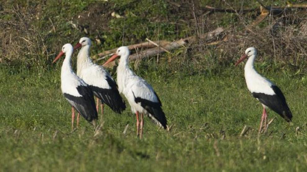 Mısırdan yola çıkan 8 yaşındaki Leylek Jonas göç yolunda fotoğraflandı