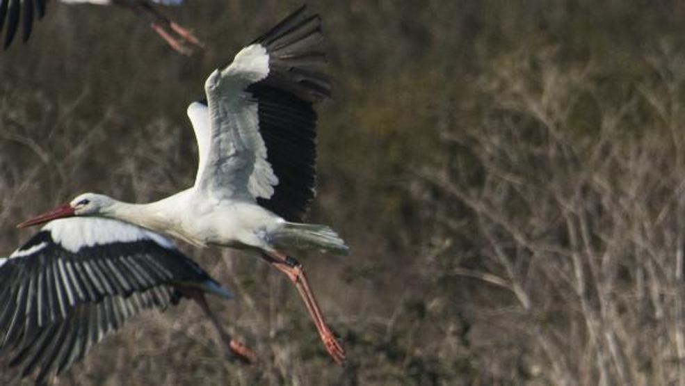 Mısırdan yola çıkan 8 yaşındaki Leylek Jonas göç yolunda fotoğraflandı