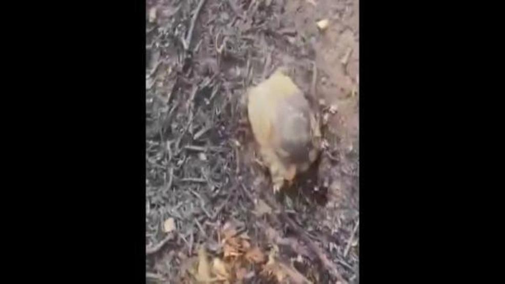Arazi yangından sokak hayvanları telef oldu