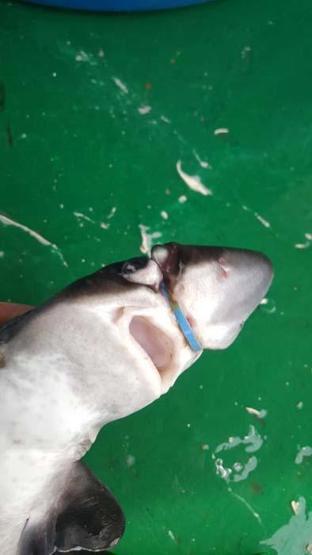 Yavru köpek balığının başına takılan plastik halkayı çıkardı