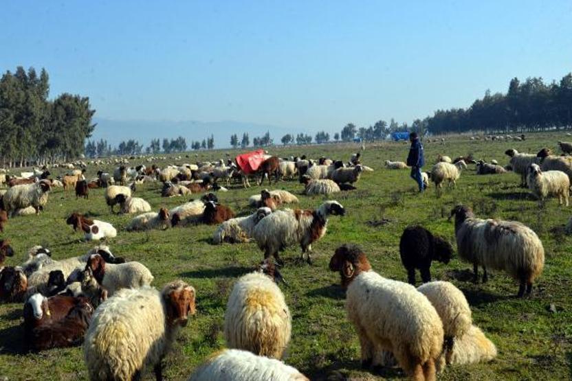 Meraları su altına kalan çobanlar, hayvanlarını otlatacak yer bulamıyor