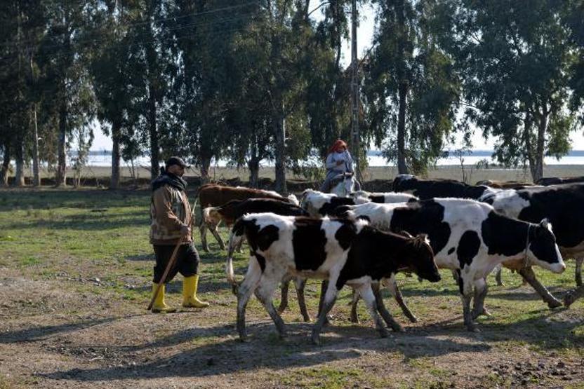 Meraları su altına kalan çobanlar, hayvanlarını otlatacak yer bulamıyor