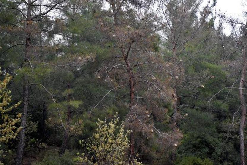 Kızılçam ormanları çam kese böcekleri tehdidi altında