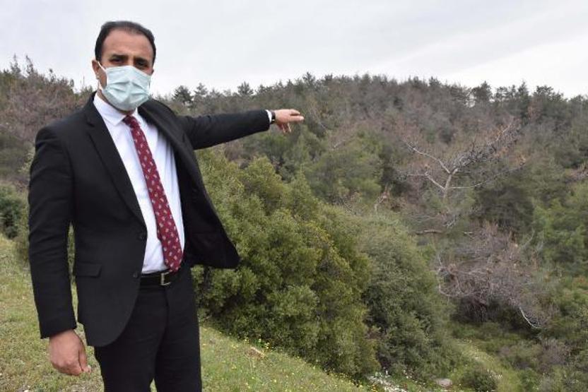 Kızılçam ormanları çam kese böcekleri tehdidi altında