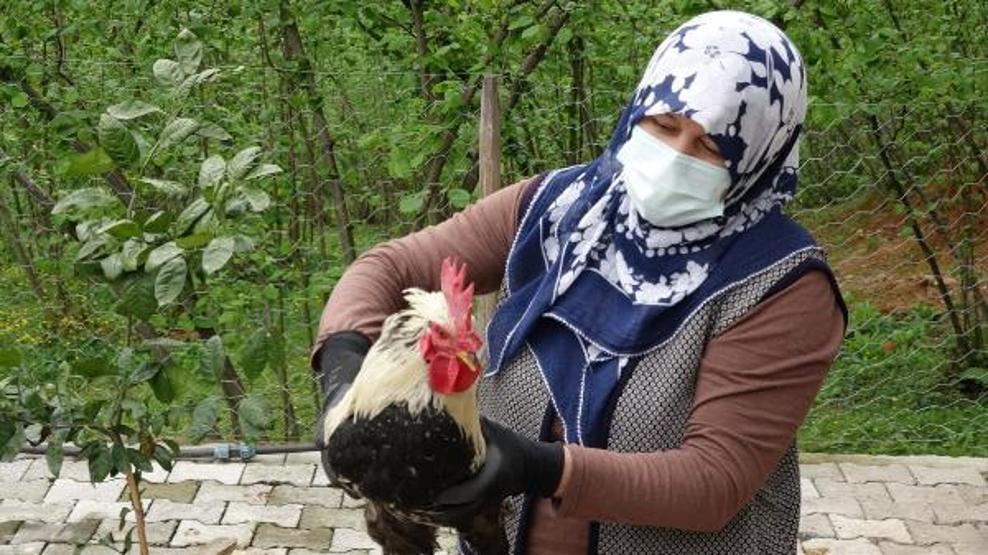 Horoz anne deyince kesilmekten kurtuldu