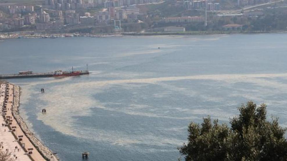 Gemlik sahili plankton patlaması ile bembeyaz oldu