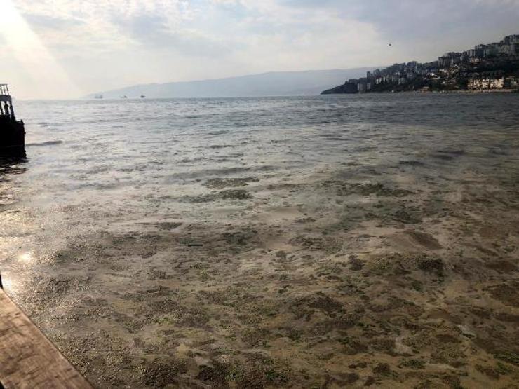 Gemlik sahili plankton patlaması ile bembeyaz oldu