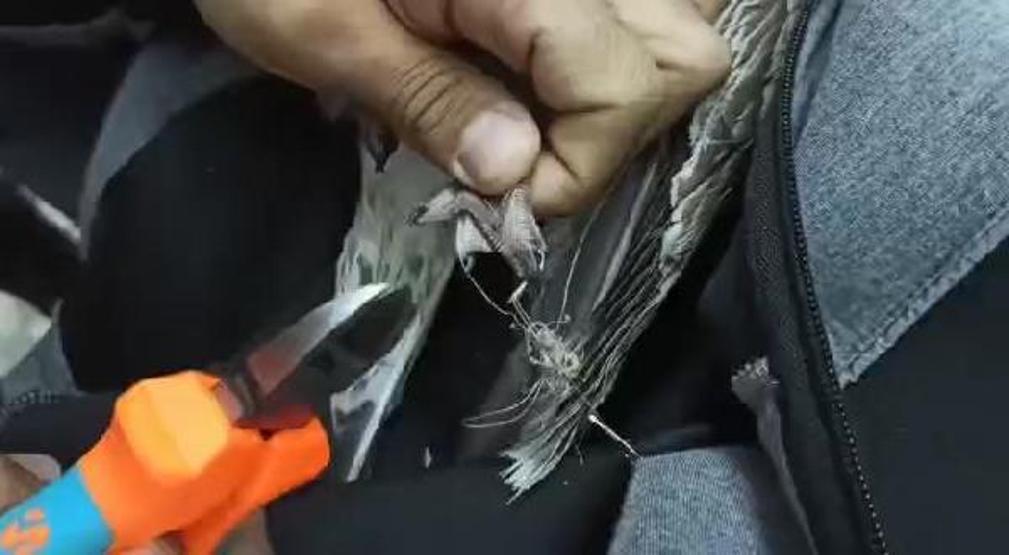 Ayaklarına misina dolanan martı kurtarıldı