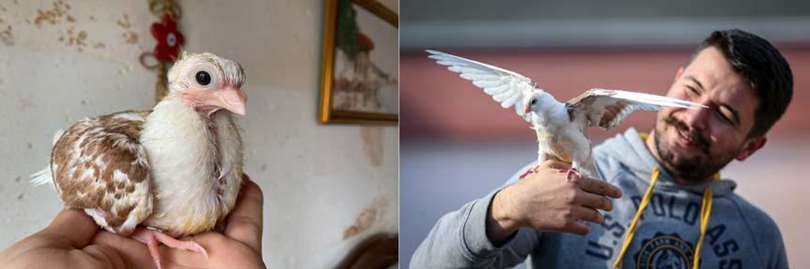 Ölmek üzereyken kurtarılan güvercin hataya tutundu