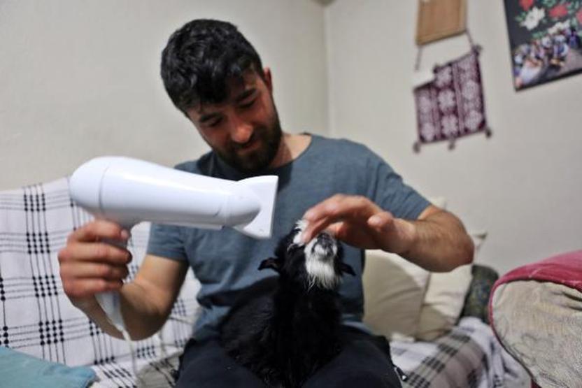 Annesinin reddettiği oğlak Dinaya torunları gibi bakıyorlar