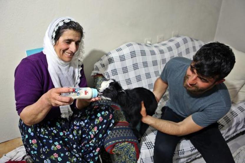 Annesinin reddettiği oğlak Dinaya torunları gibi bakıyorlar
