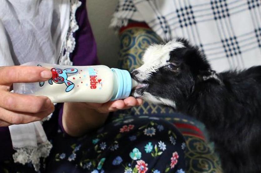 Annesinin reddettiği oğlak Dinaya torunları gibi bakıyorlar