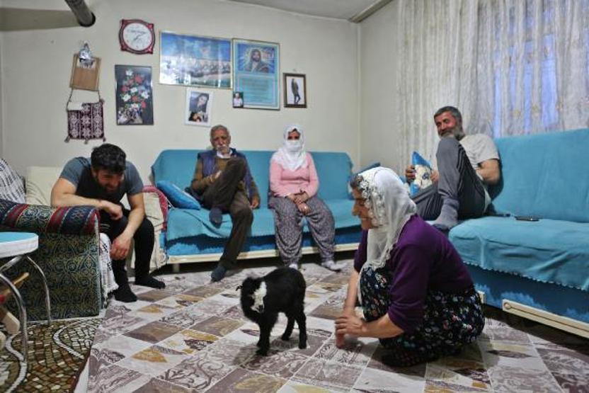 Annesinin reddettiği oğlak Dinaya torunları gibi bakıyorlar