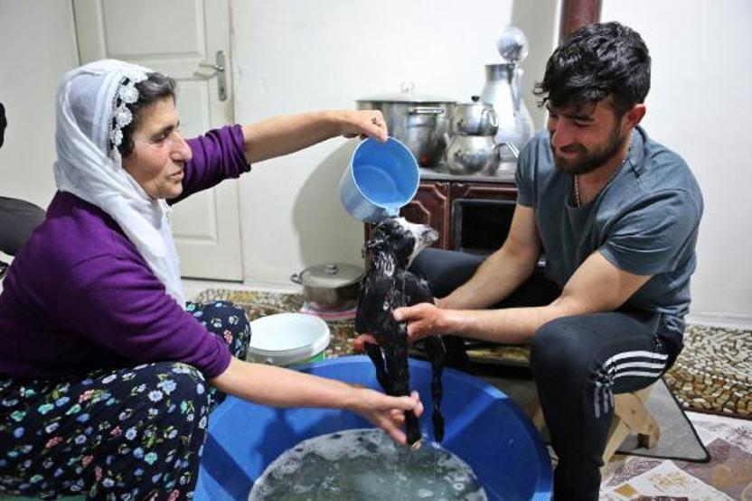 Annesinin reddettiği oğlak Dinaya torunları gibi bakıyorlar