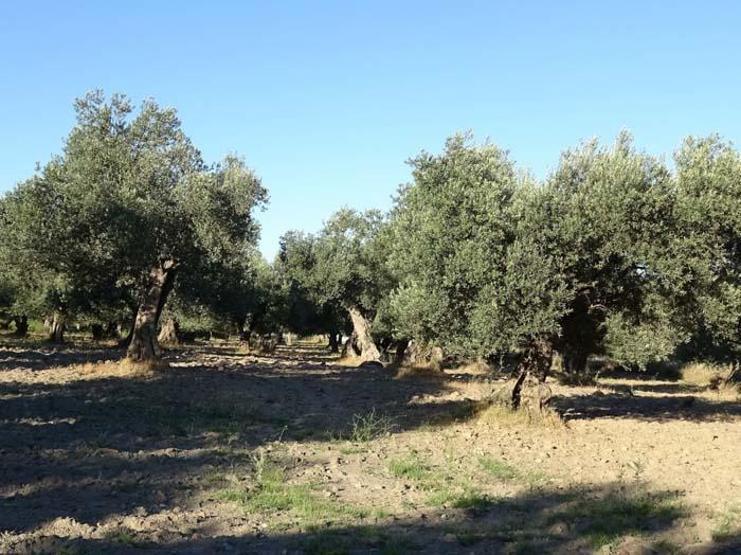 Türk hekimler araştırdı; Koronavirüs tedavisinde yeni umut Zeytin yaprağı...