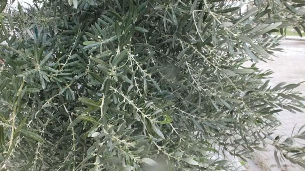 Türk hekimler araştırdı; Koronavirüs tedavisinde yeni umut Zeytin yaprağı...