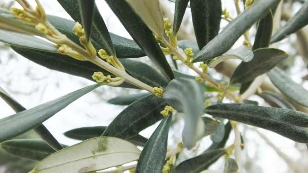 Türk hekimler araştırdı; Koronavirüs tedavisinde yeni umut Zeytin yaprağı...