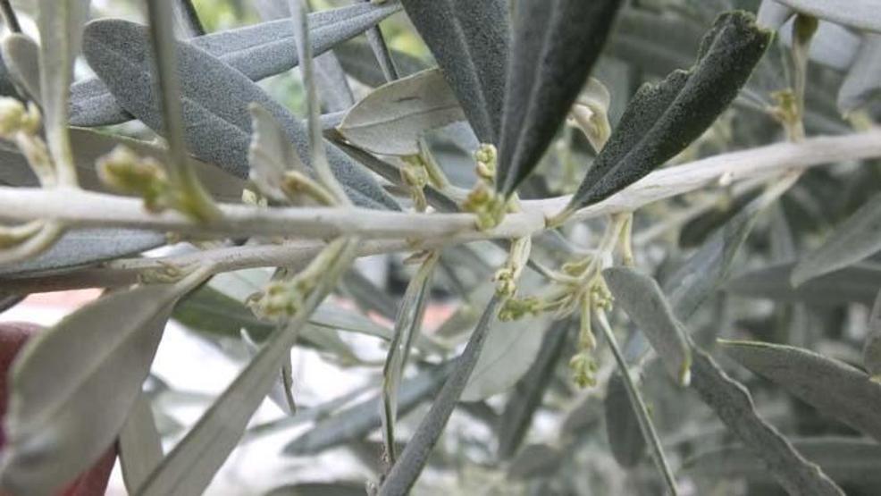 Türk hekimler araştırdı; Koronavirüs tedavisinde yeni umut Zeytin yaprağı...