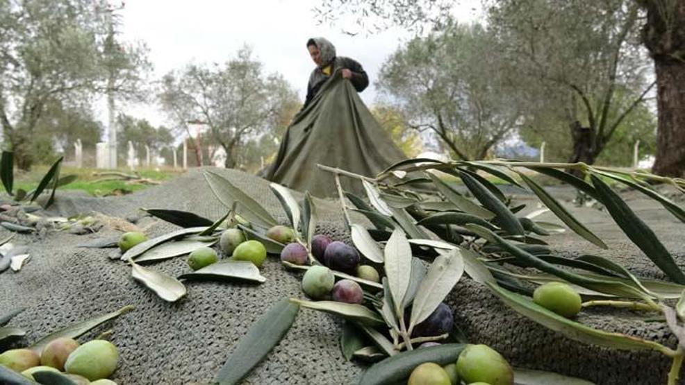 Türk hekimler araştırdı; Koronavirüs tedavisinde yeni umut Zeytin yaprağı...