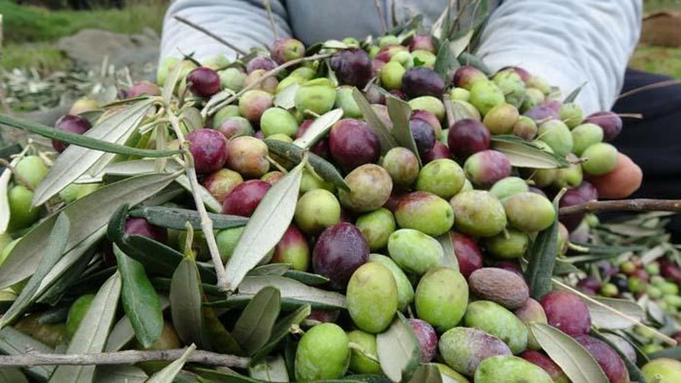 Türk hekimler araştırdı; Koronavirüs tedavisinde yeni umut Zeytin yaprağı...