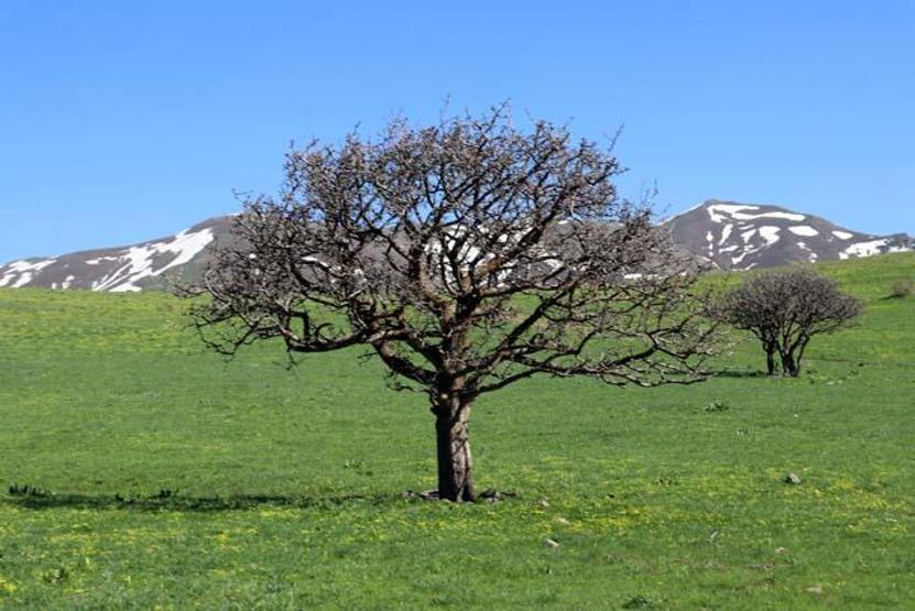 Baharın müjdecisi çiçekler Ağrıda görsel şölen sunuyor