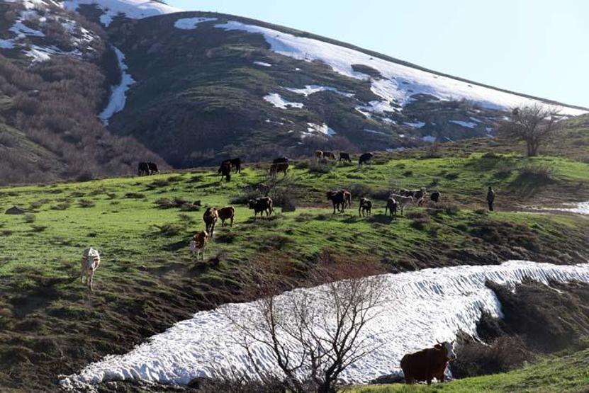 Baharın müjdecisi çiçekler Ağrıda görsel şölen sunuyor