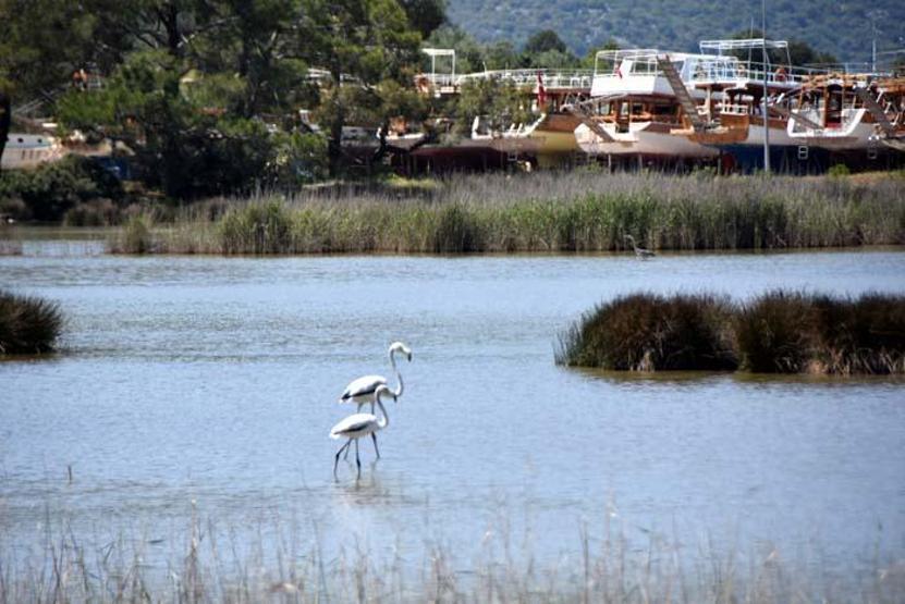 Noel Baba Kuş Cennetinde bu yıl 2 flamingo ayrılmadı