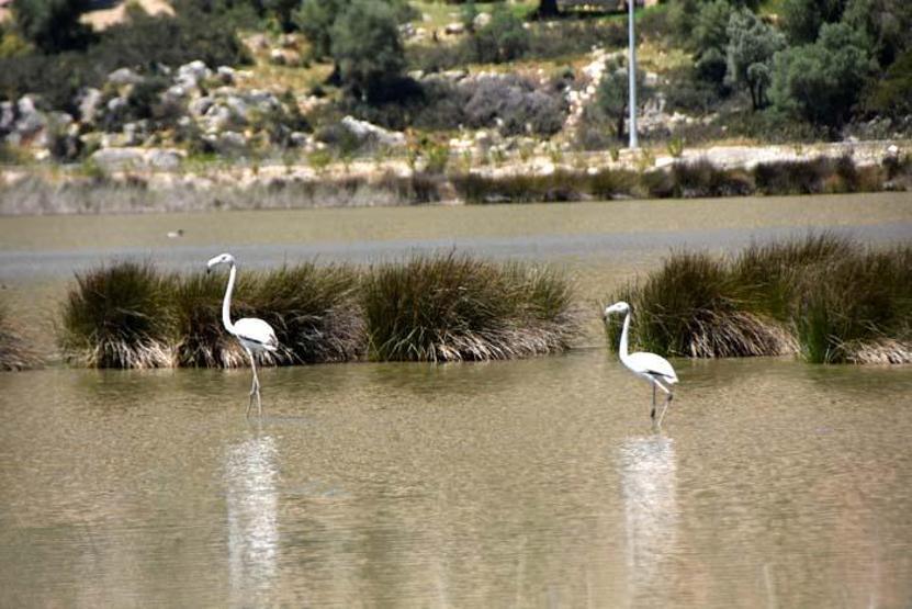 Noel Baba Kuş Cennetinde bu yıl 2 flamingo ayrılmadı