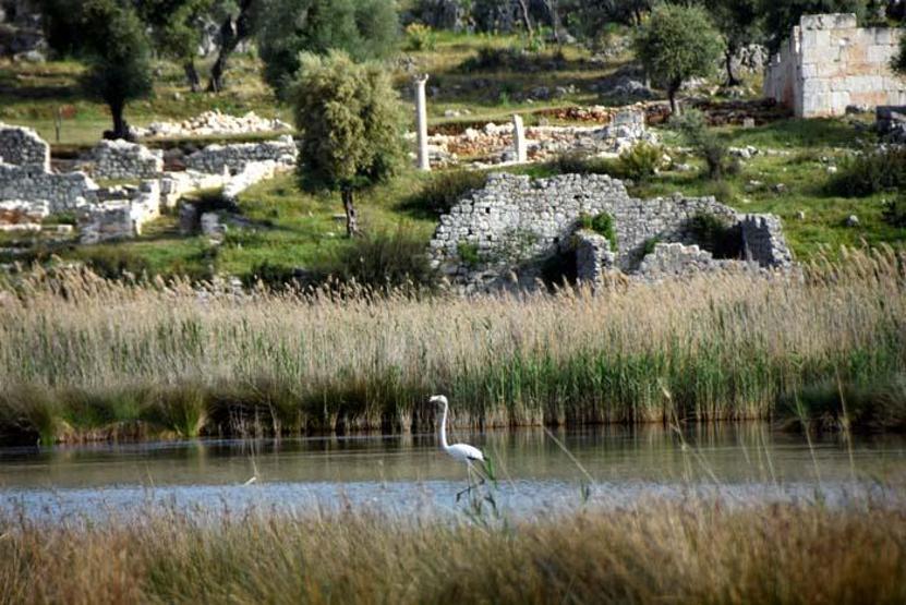 Noel Baba Kuş Cennetinde bu yıl 2 flamingo ayrılmadı