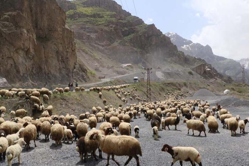 Günler süren zorlu yolculuk Yayla göçü başladı