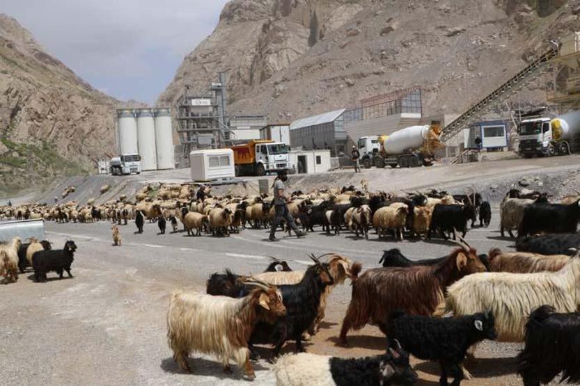 Günler süren zorlu yolculuk Yayla göçü başladı