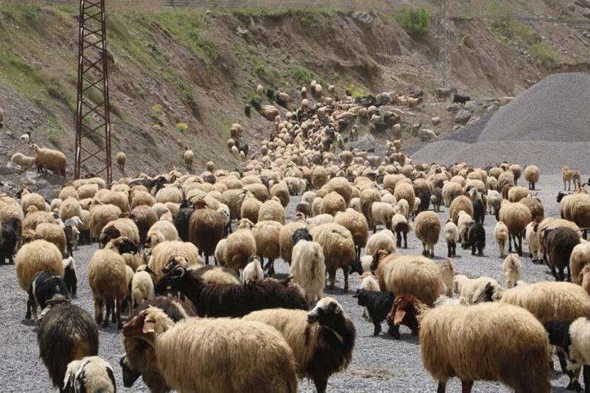 Günler süren zorlu yolculuk Yayla göçü başladı
