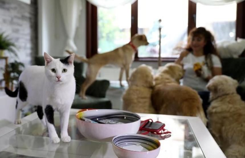 Villasında 33 kedi ve 4 köpeğe bakıyor